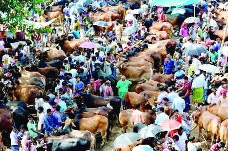 BOGRA: Both traders and buyers at Bogra are passing busy time as cattle market has gained momentum .This snap was taken from Mahasthan Haat on Friday.