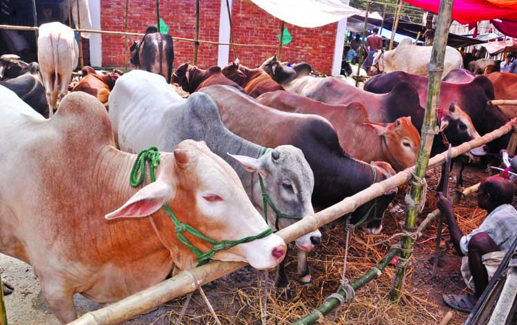 Sacrificial animals are seen at a cattle market as sale and purchase of animals started ahead of Eid-ul-Azha. This photo was taken from a city market on Monday.