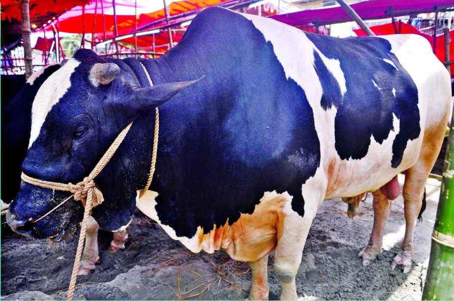 The bull on sale at Nayabazar cattle market raises eyebrows of many as it has been changed by its seller as high as Tk 14 lakh on Wednesday, only two days ahead of Eid-ul-Azha.