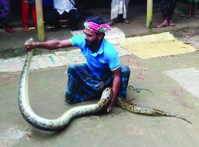 BHALUKA (Mymensingh): A python about 25 kgs was found at Mallikbari Village in Bhaluka Upazila on Saturday night.