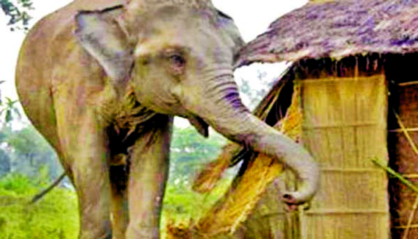 A wild elephant seen attacking Kutupalong Rohingya camp trampling a father and his son to death and injuring three others in Ukhiya Upazila of Cox's Bazar district early Monday.