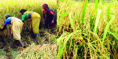 RANGPUR: Harvest of short duration Aman rice continues creating huge jobs for the farm-labourers during this 'lean period' of 'Aswin' and 'Kartik' months in Rangpur agriculture region. This snap was taken yesterday.