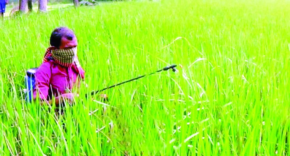 MYMENSINGH: T- Aman paddy field has been damaged due to pest attack at Ghagra Union in Sadar Upazila . This picture was taken on Thursday.