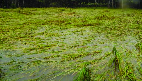 FARIDPUR: Paddy field at Modhukhali areas has been submerged due to torrential rains on Saturday.