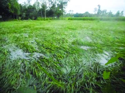 SUNDARGANJ (Gaibandha): Heavy rainfall has damaged Aman Paddy field at Dokkhin Dhopadanga Village in Sundarganj Upazila. This snap was taken on Sunday.