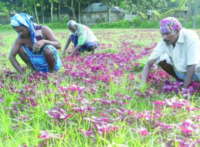SAIDPUR (Nilphamari): Farmers at Saidpur Upazila weeding their vegetable garden. This picture was taken yesterday.