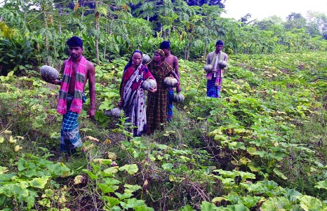 MADHUKHALI (Faridpur ): Farmers at Madhukhali Upazila picking up pumpkins from field in fear of rot due to sudden rain fall. This snap was taken from Mohinapur area in Gajona Union yesterday.
