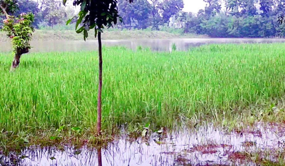 KUSHTIA: Crop fields have been submerged at Bharamara Upazila due to G K Irrigation Project . This snap was taken on Tuesday.