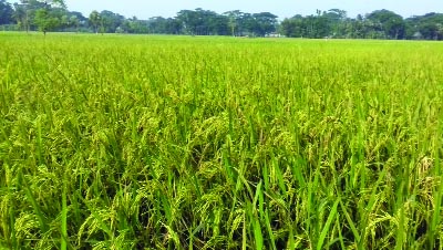 GAFARAGAON (Mymensingh): A view of Aman paddy field at Hapail canal in Chhipana Village predicts bumper production. This picture was taken yesterday.