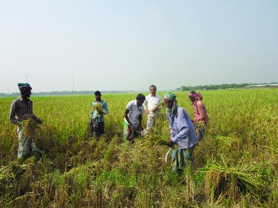 SIRAJDIKHAN (Munshiganj): T-Aman paddy fields indicate bumper production at Sirajdikhan in Munshiganj . This picture was taken yesterday.