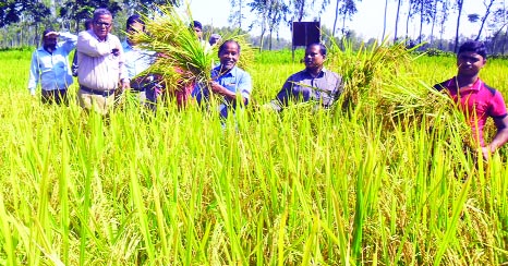 DINAJPUR: Officials and experts of the Department of Agriculture Extension and other organisations inaugurating harvest of the zink-enriched BRRI dhan 72 at Senuhari Village in Bochaganj Upazila on Sunday.