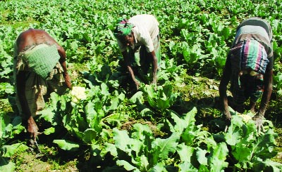 BOGRA: Farmers at Satshimulia Village in Bogra Sadar Upazila passing busy time in taking extra care of Cauliflower plants on Thursday.