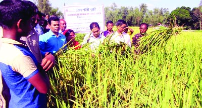 DINAJPUR: Additional Director of the DAE for Dinajpur region Dr Md Mahbubur Rahman attended a function arranged for harvesting BRRI dhan 72 at Dakshin Krishna Nagar Village in Birganj Upazila as Chief Guest on Thursday.