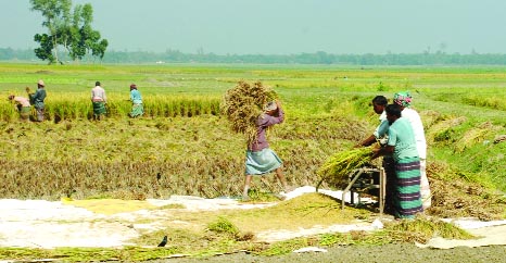 BOGRA: Framers at Shakharia Union passing busy time in harvesting Aman paddy in agonies due dense fog. This snap was taken yesterday.