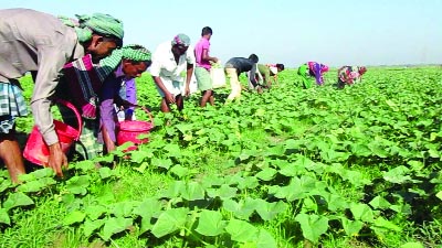 MURADNAGAR(Comilla ): Farmers at Karimpur Village in Muradnagar Upazila picking up Voraciously from their fields as the area has achieved bumper production of the vegetable. This snap was taken yesterday.