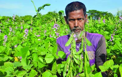 NARSINGDI: A view of a bean field at Dhokondi village in Raipura upazila.predicts bumper production.