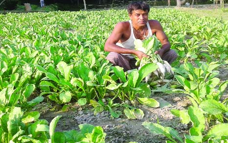 RANGPUR: A farmer harvesting early cultivated radish at Mandrain Village in Gangachara Upazila.