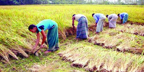 RANGPUR: Farmers harvesting T-Aman paddy in a field at village Najirdaho under Kawnia Upazila on Thursday.
