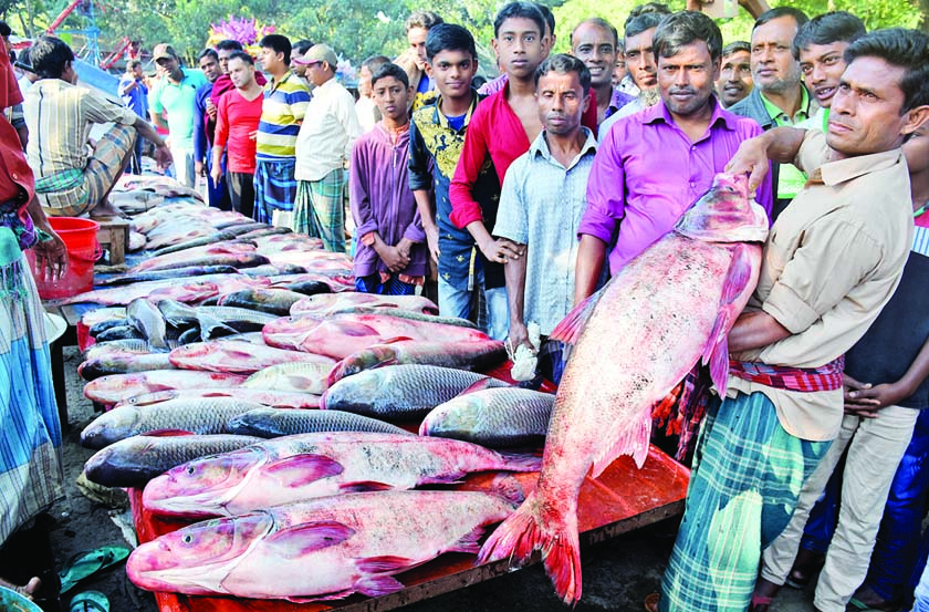 BOGRA: Fish traders are passing busy time in showing big fishes to attract buyers at the traditional hundreds years old Fish Fair marking the Nabanna festival at Utholi area in Shibganj Upazila on Saturday.