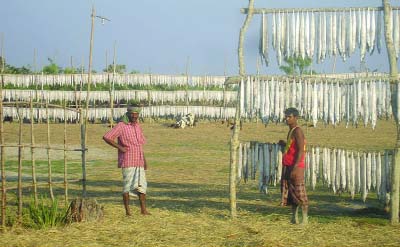 BAGERHAT: Fishermen sorting out fishs caught from the sea at Dubla Dry Fish village in Sundarbans on the bank of the Bay of Bengal in order to dry in the sunshine.