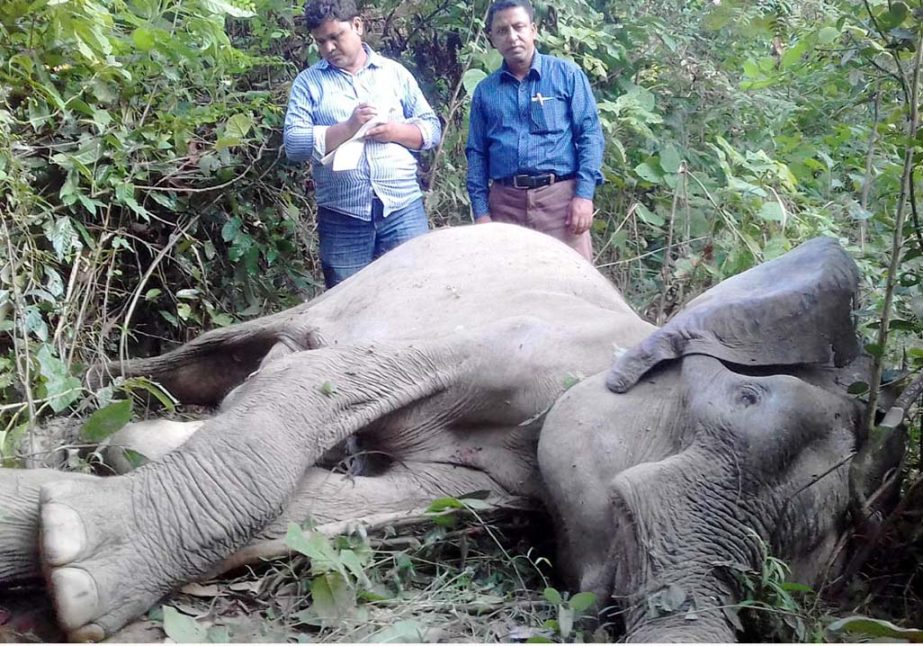 An elephant was killed by land mine set by Arakan Army at Nagkhailchhari Border on Monday.