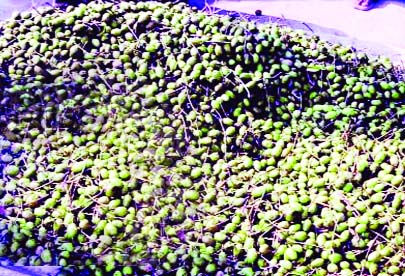 NARSINGDI: Olives gathered at Morjal Bazar in Raipur Upazila for sale on Monday.