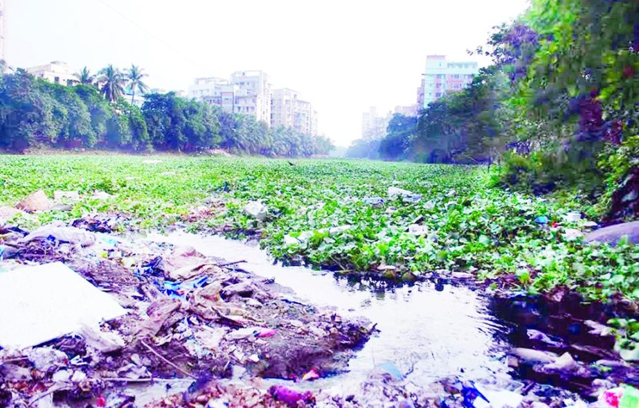 Gulshan Lake, treated one of the major veins of the city, is being dirty and polluted with garbage, water hyacinths and sewages. Particularly, the lakeside dwellers discharge tons of human waste and household trashes into the lake every day through about