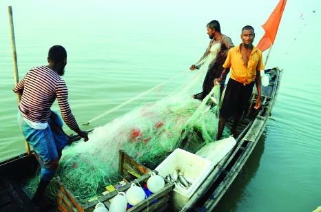 RANGABALI(Patuakhali): Fishermen catching jatka fish using current nets from Buragourango River at Charmononta Union defying ban. This snap was taken on Tuesday.