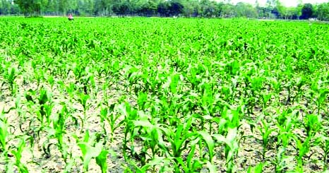 RANGPUR: Tender maize plants growing excellent in Mominpur Village in Sadar Upazila as sowing of seed of the cereal crop continues in full swing in Rangpur Division during this Rabi season.