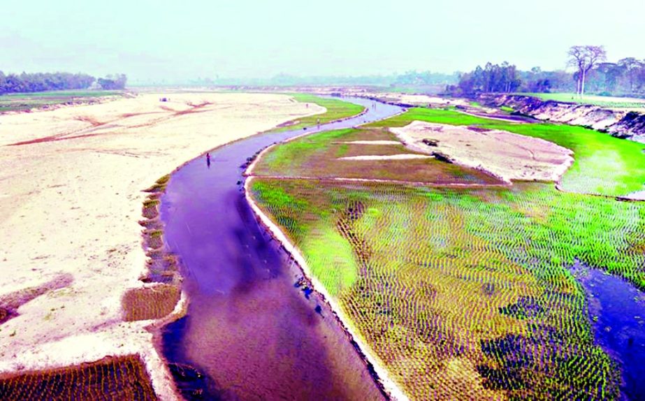 Once mighty Kanchan River of Dinajpur has now been drying up in absence of dredging. Illegal grabbers are now trying to occupy drying portion of the river-bed. This photo was taken recently.