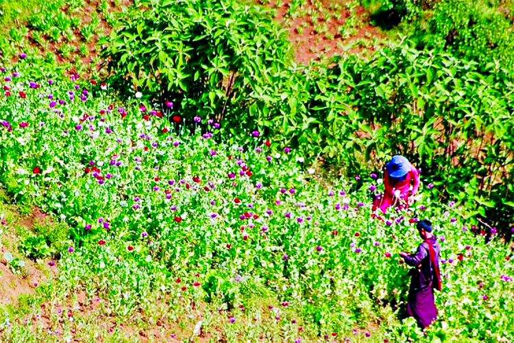 Two men harvesting opium at an opium field in Myanmar's Kayah state in this file photo. Myanmar is the world's second largest producer of opium after Afghanistan, producing some 25 per cent of the world's opium.