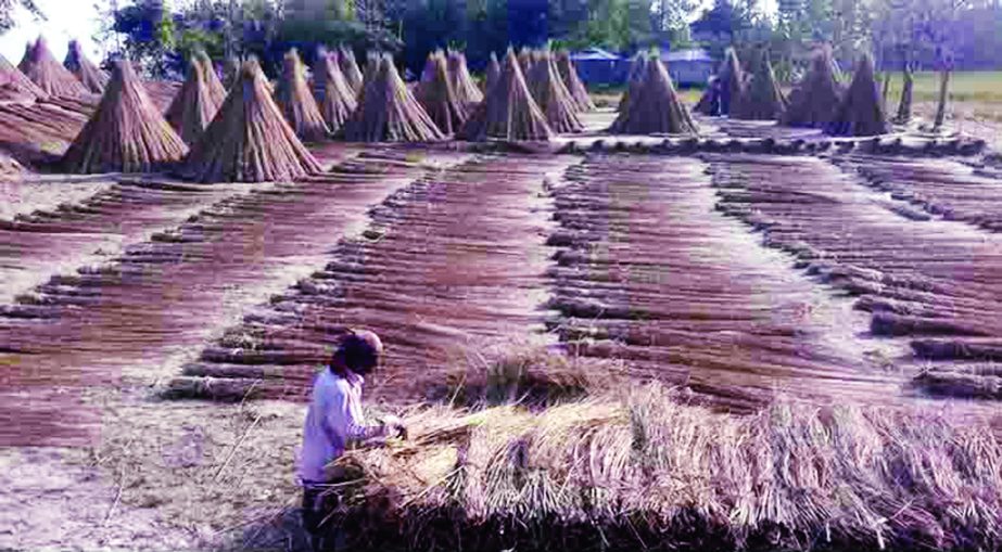 SUNDARGANJ (Gaibandha ): People in char areas at Sundarganj Upazila passing busy time in processing jute-stalk. This snap was taken from Horipurer Khaya Ghat yesterday.