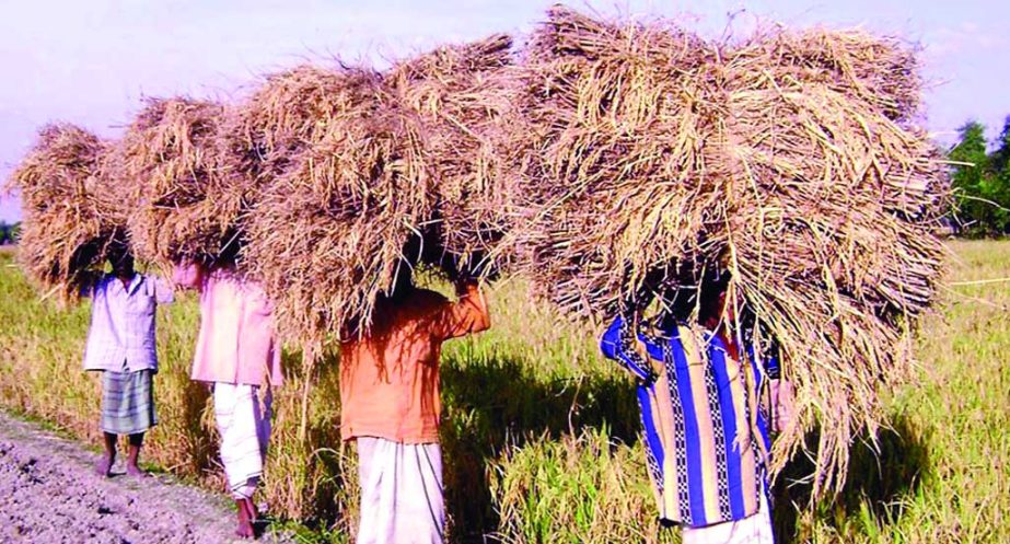 RANGPUR: Hervasting of T-Aman paddy nearing completion predicting bumper production of the major crop in all five districts under Rangpur Agriculture Region this season.