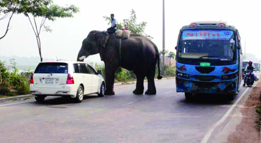 An elephant is seen on the highway with a view to taking money blocking the road. The situation remains the same for long but the authorities concerned seemed to be blind to tackle it for the interest of the city dwellers. The snap was taken from the city