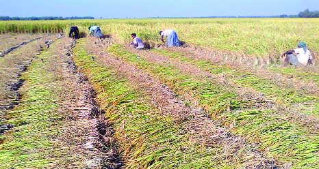RANGPUR: Farmers harvesting of T- Aman paddy that set an all-time record 17.21 lakh tones exceeding the fixed production target by 2.62 -lakh tones in Rangpur Agriculture Region.