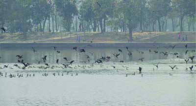 SAIDPUR(Nilphamari): A view of guest birds at Nilsagar. This snap was taken yesterday.