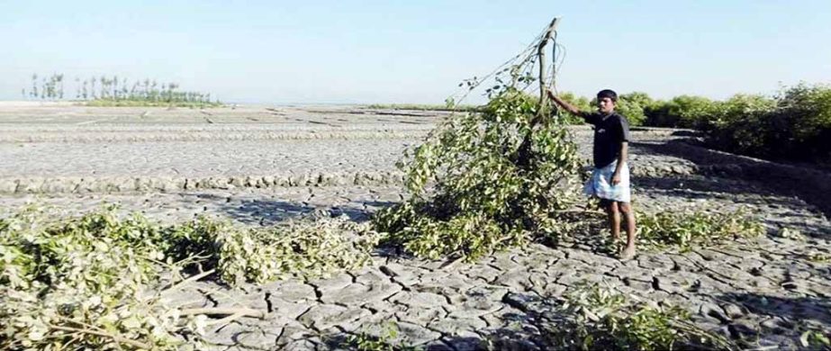 Mangrove forests in Kutubdia Island in Cox's Bazar are being damaged by the local influentials and land grabbers. Urgent steps needed to save the Island.