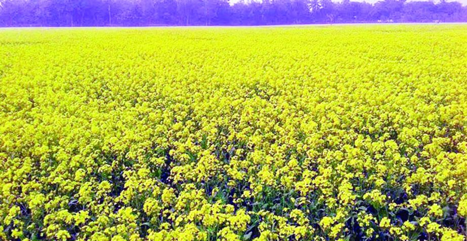 NARSINGDI: A booming mustard field at Adiyabad Village in Raipur Upazila predicts bumper production. This snap was taken yesterday.