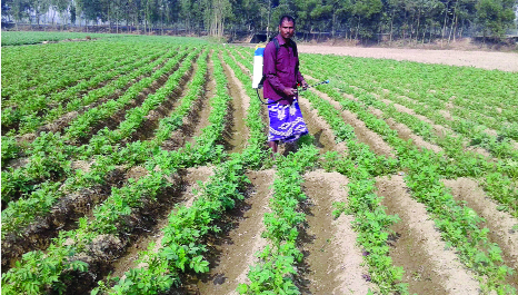 RANGPUR: A farmer spraying medicine on his disease affected potato field at Tilakpara Village in Mithapukur Upazila on Sunday.