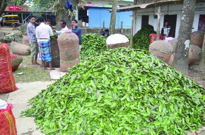 SYLHET: Framers at South Surma Upazila buying bean from a hat as the Upazila achieved bumper production of the winter vegetable. This snap was taken on Saturday.