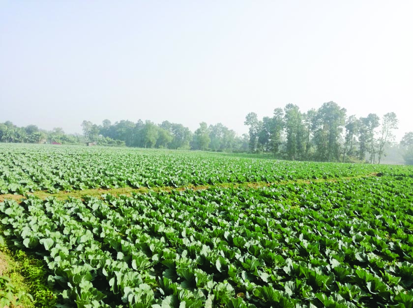 GAZIPUR: A vast areas of green winter vegetables field at Sripur Upazila predicts bumper production of the vegetables in the area. This snap was taken yesterday.