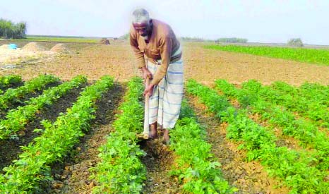 NATORE: Bumper potato production is expected in Natore district this year. A farmer at Naldanga Upazila taking care of his potato field. This snap was taken on Friday.