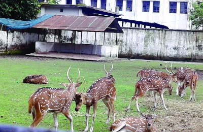 RANGPUR: A view of Rangpur Zoo on Thursday.