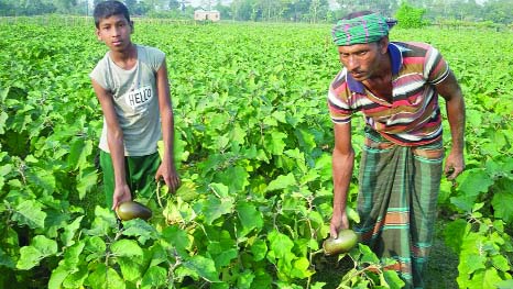 GAFARGAON (Mymensingh): Farmer Ali Hossain alongwith his son picking brinjal from their field at Nidhiram Char Village.