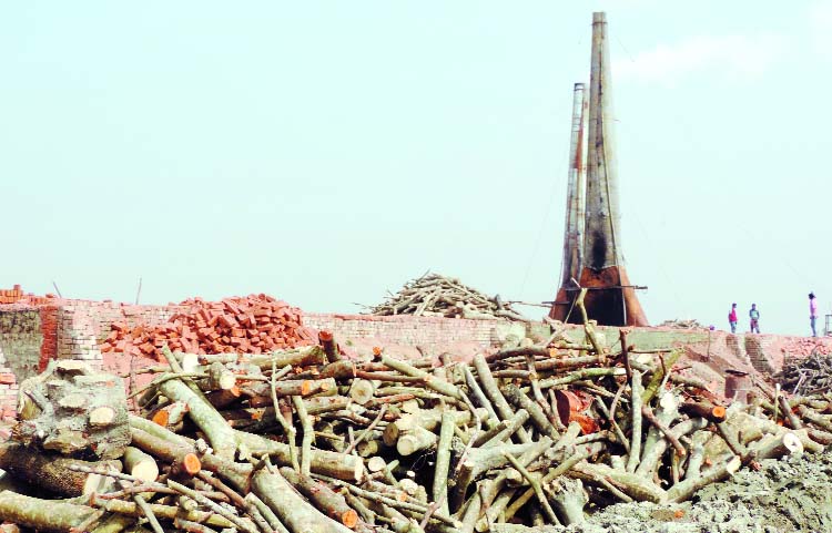 BARGUNA: Illegal brickfields at Kumarkhali area using wood as fuel defying government ban. This snap was taken yesterday.