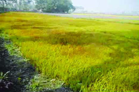 SUNDARGANJ ( Gaibandha): Boro seedbeds at Sundarganj Upazila have been damaged due to dense fog and cold wave. This snap was taken from Sarbonanda Union yesterday.