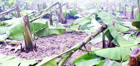 GAIBANDHA: Miscreants cut down banana garden on two bighas of land owned by one Azhar Ali at Sapahar Union. This snap was taken yesterday.