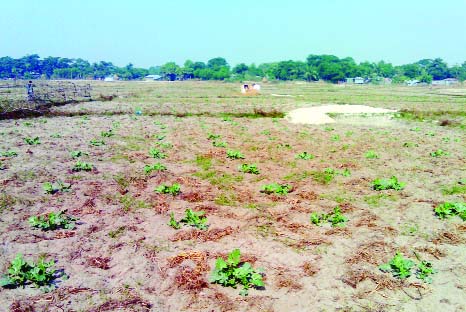 PATUAKHALI: Land for watermelon cultivation has declined at Kalapara Upazila due to massive deployment works and increase of Boro cultivation. This snap was taken on Saturday .