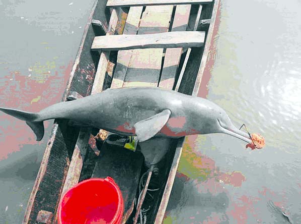 Fishermen found a dead dolphin in Halda River on Thursday morning. Dead dolphin is traced in Halda River frequently for few months.