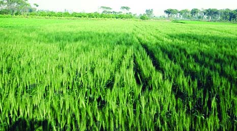 RANGPUR: Excellent growth of wheat plant predicts bumper production of the product as agriculture officials and farmers expecting in all northern districts during the current Rabi season.